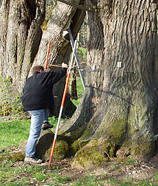 Baum- und Bodengutachten Roland Dengler