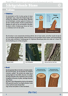 Baum-Check Beispielseite mit Grafiken und Fotos