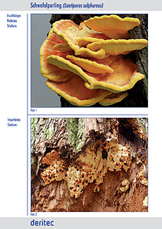 Fit for Fungi für draußen Beispielseite 2, Detailfotos