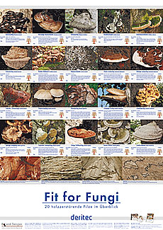 Fit for Fungi Poster mit 20 holzzerstörenden Pilzen